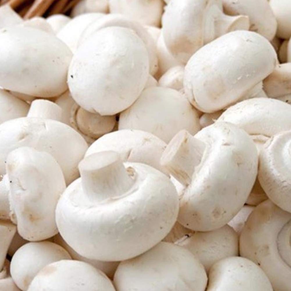 White Button Mushroom Agaricus bisporus spores for planting